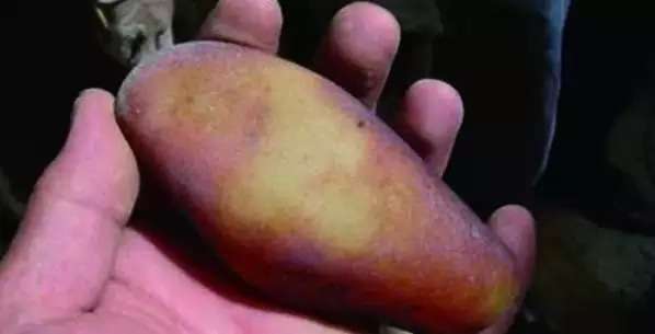 漲知識，玉也能騙人！照玉手電筒照出真相